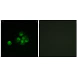 Immunofluorescence - Anti-IRS-1 (phospho Ser636) Antibody (A7122) - Antibodies.com