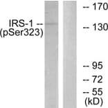 Western Blot - Anti-IRS-1 (phospho Ser323) Antibody (A0497) - Antibodies.com