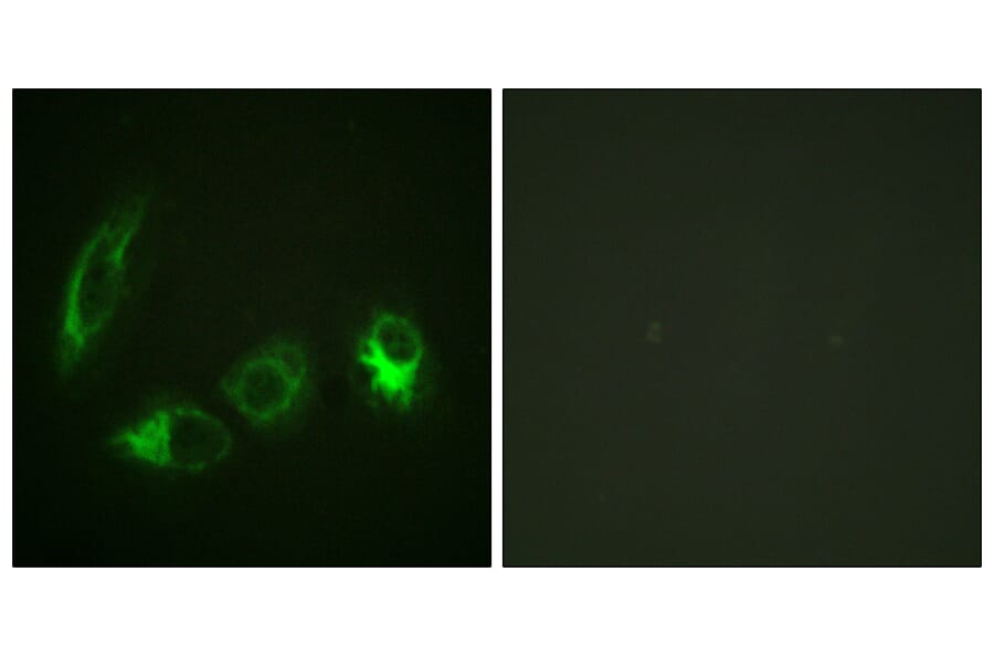 Immunofluorescence - Anti-IRS-1 (phospho Ser323) Antibody (A0497) - Antibodies.com