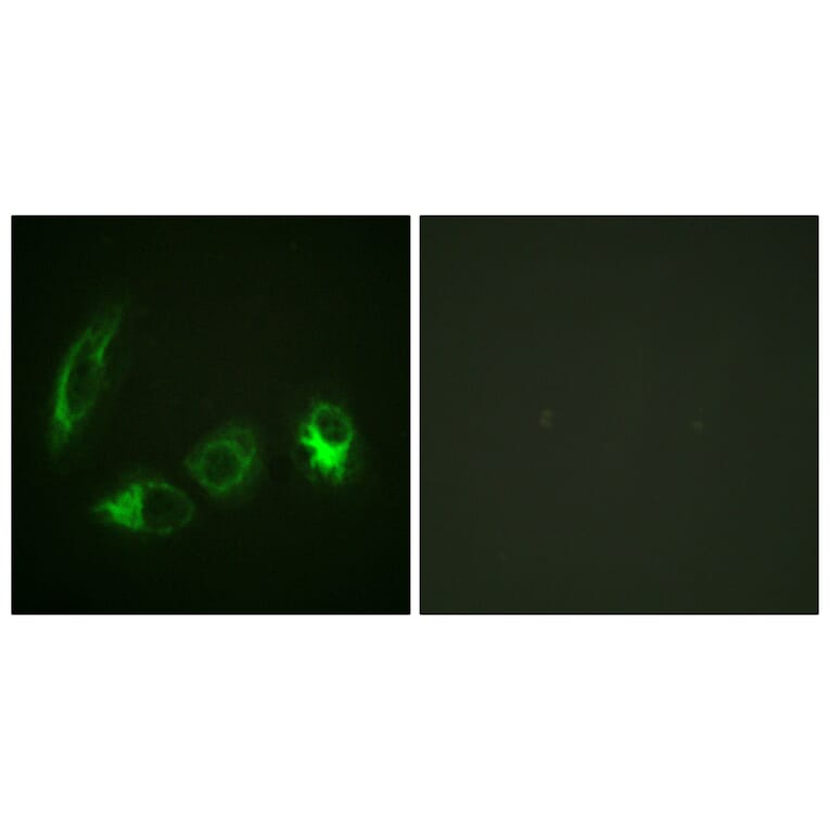 Immunofluorescence - Anti-IRS-1 (phospho Ser323) Antibody (A0497) - Antibodies.com