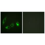 Immunofluorescence - Anti-IRS-1 (phospho Ser323) Antibody (A0497) - Antibodies.com