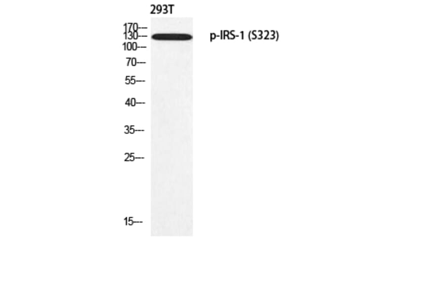 Western Blot - Anti-IRS-1 (phospho Ser323) Antibody (A0497) - Antibodies.com