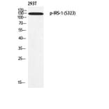 Western Blot - Anti-IRS-1 (phospho Ser323) Antibody (A0497) - Antibodies.com