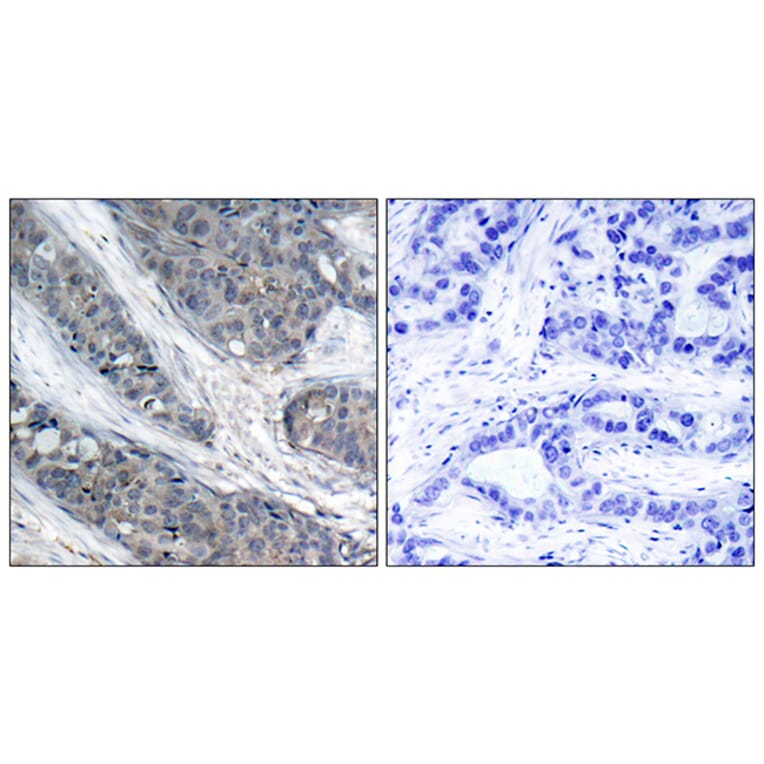 Immunohistochemistry - Anti-IRS-1 (phospho Ser307) Antibody (A7120) - Antibodies.com