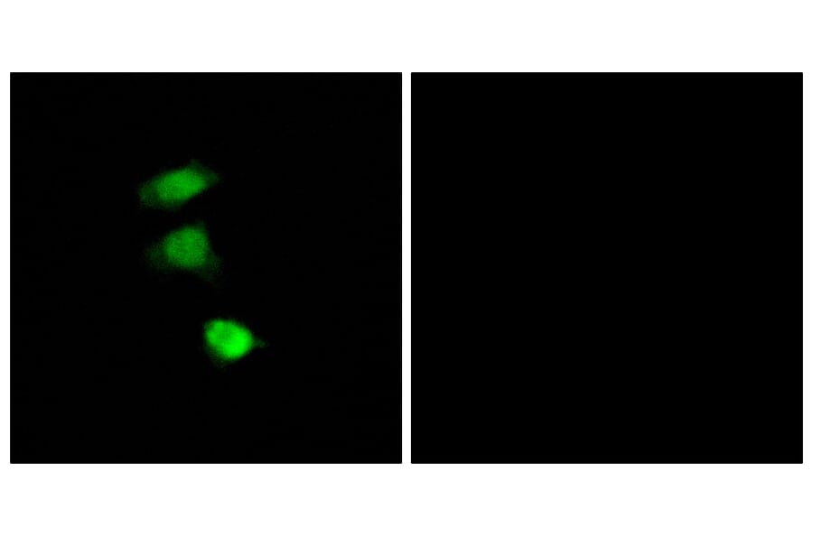 Immunofluorescence - Anti-IRS-1 (phospho Ser307) Antibody (A7120) - Antibodies.com
