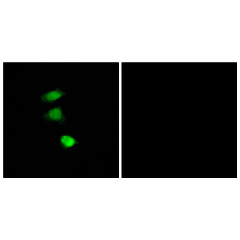 Immunofluorescence - Anti-IRS-1 (phospho Ser307) Antibody (A7120) - Antibodies.com