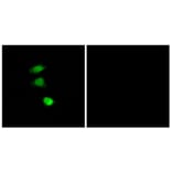 Immunofluorescence - Anti-IRS-1 (phospho Ser307) Antibody (A7120) - Antibodies.com