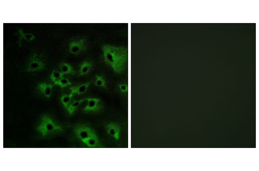 Immunofluorescence - Anti-HER4 (phospho Tyr1284) Antibody (A0947) - Antibodies.com