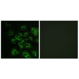 Immunofluorescence - Anti-HER4 (phospho Tyr1284) Antibody (A0947) - Antibodies.com