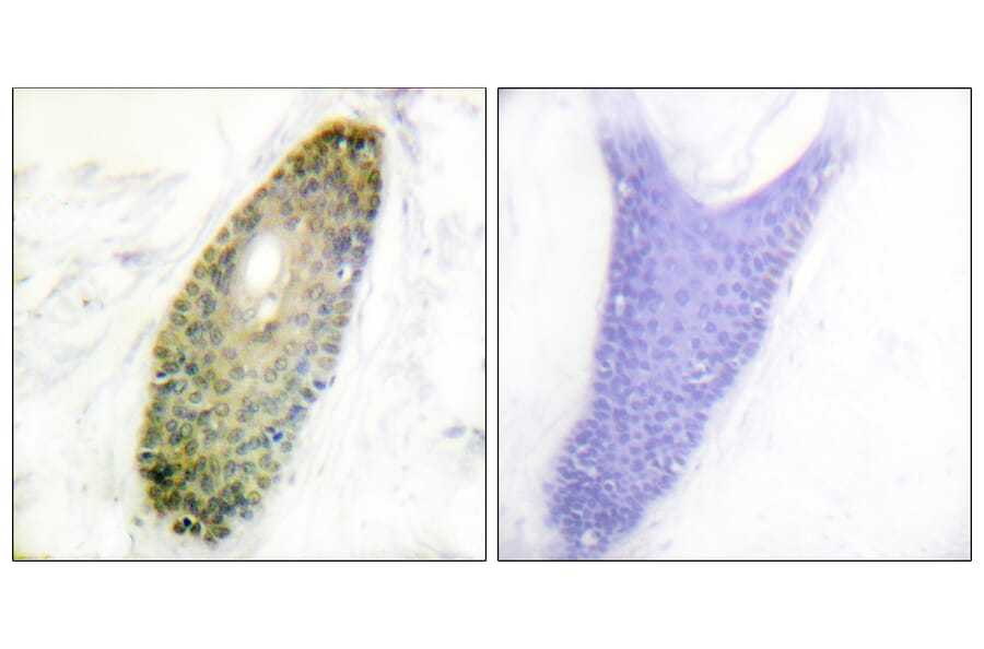 Immunohistochemistry - Anti-HDAC3 (phospho Ser424) Antibody (A0939) - Antibodies.com