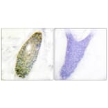 Immunohistochemistry - Anti-HDAC3 (phospho Ser424) Antibody (A0939) - Antibodies.com
