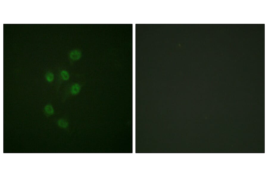 Immunofluorescence - Anti-HDAC3 (phospho Ser424) Antibody (A0939) - Antibodies.com