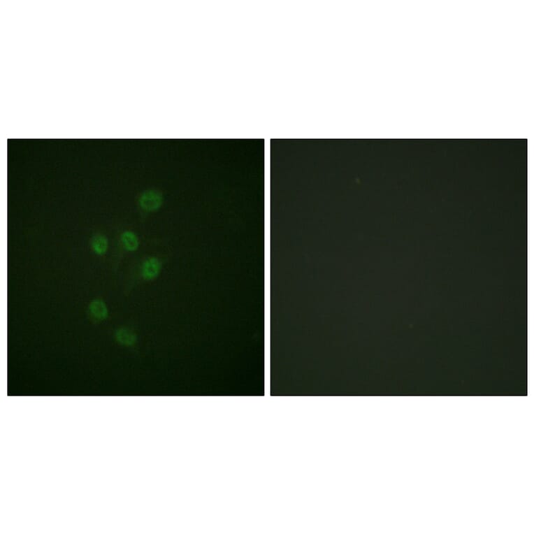 Immunofluorescence - Anti-HDAC3 (phospho Ser424) Antibody (A0939) - Antibodies.com