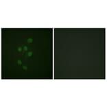 Immunofluorescence - Anti-HDAC3 (phospho Ser424) Antibody (A0939) - Antibodies.com
