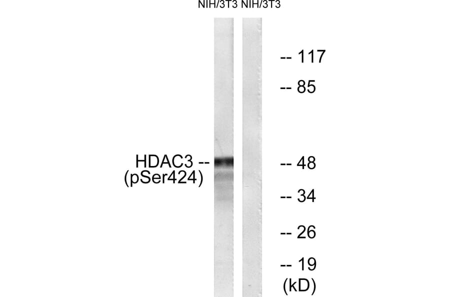 Western Blot - Anti-HDAC3 (phospho Ser424) Antibody (A0939) - Antibodies.com