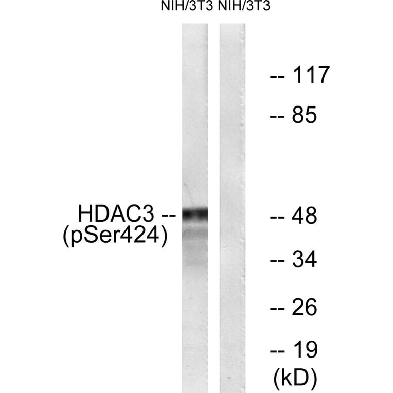 Western Blot - Anti-HDAC3 (phospho Ser424) Antibody (A0939) - Antibodies.com