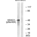Western Blot - Anti-HDAC3 (phospho Ser424) Antibody (A0939) - Antibodies.com
