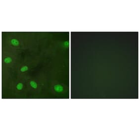 Immunofluorescence - Anti-GIRK1 (phospho Ser185) Antibody (A1030) - Antibodies.com