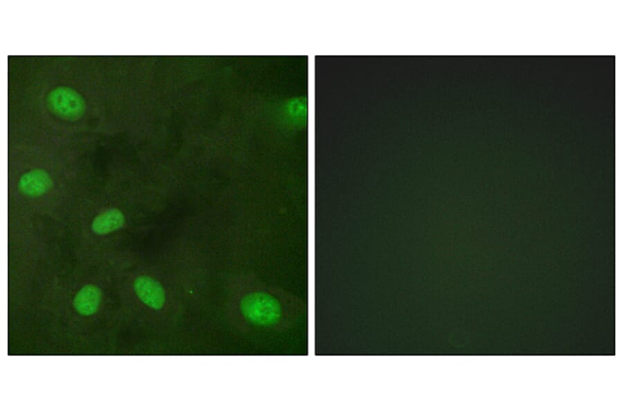 Immunofluorescence - Anti-GIRK1 (phospho Ser185) Antibody (A1030) - Antibodies.com