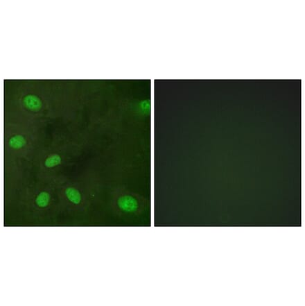 Immunofluorescence - Anti-GIRK1 (phospho Ser185) Antibody (A1030) - Antibodies.com