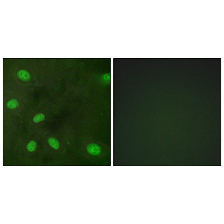 Immunofluorescence - Anti-GIRK1 (phospho Ser185) Antibody (A1030) - Antibodies.com