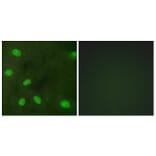 Immunofluorescence - Anti-GIRK1 (phospho Ser185) Antibody (A1030) - Antibodies.com