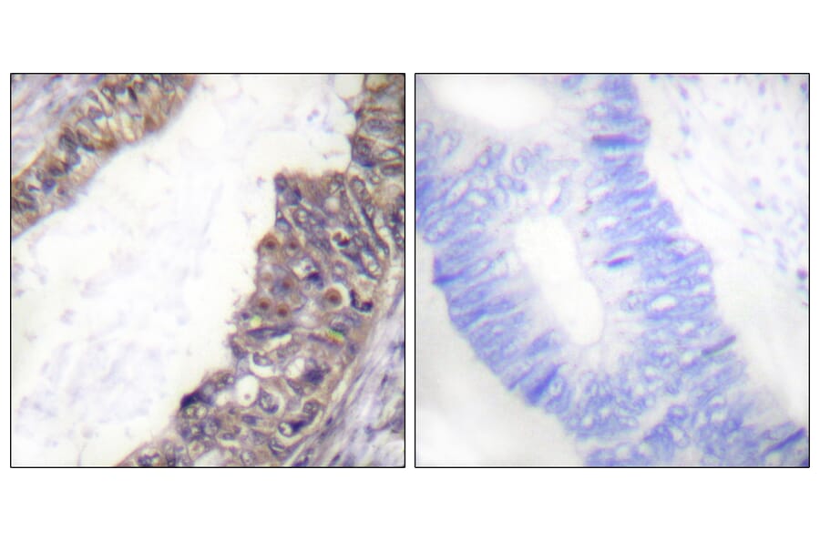 Immunohistochemistry - Anti-GIRK1 (phospho Ser185) Antibody (A1030) - Antibodies.com