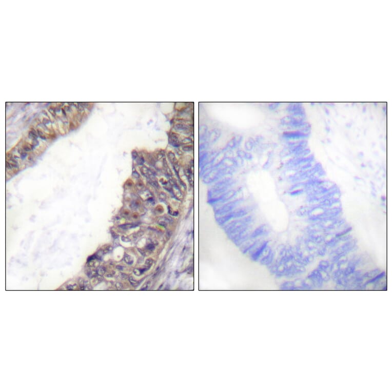 Immunohistochemistry - Anti-GIRK1 (phospho Ser185) Antibody (A1030) - Antibodies.com