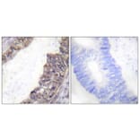 Immunohistochemistry - Anti-GIRK1 (phospho Ser185) Antibody (A1030) - Antibodies.com