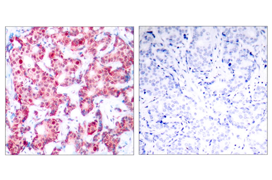 Immunohistochemistry - Anti-GATA1 (phospho Ser142) Antibody (A7092) - Antibodies.com