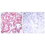 Immunohistochemistry - Anti-GATA1 (phospho Ser142) Antibody (A7092) - Antibodies.com