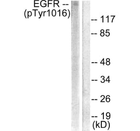 Western Blot - Anti-EGFR (phospho Tyr1016) Antibody (A0475) - Antibodies.com