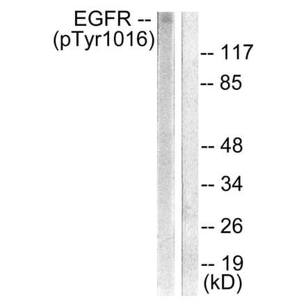 Western Blot - Anti-EGFR (phospho Tyr1016) Antibody (A0475) - Antibodies.com