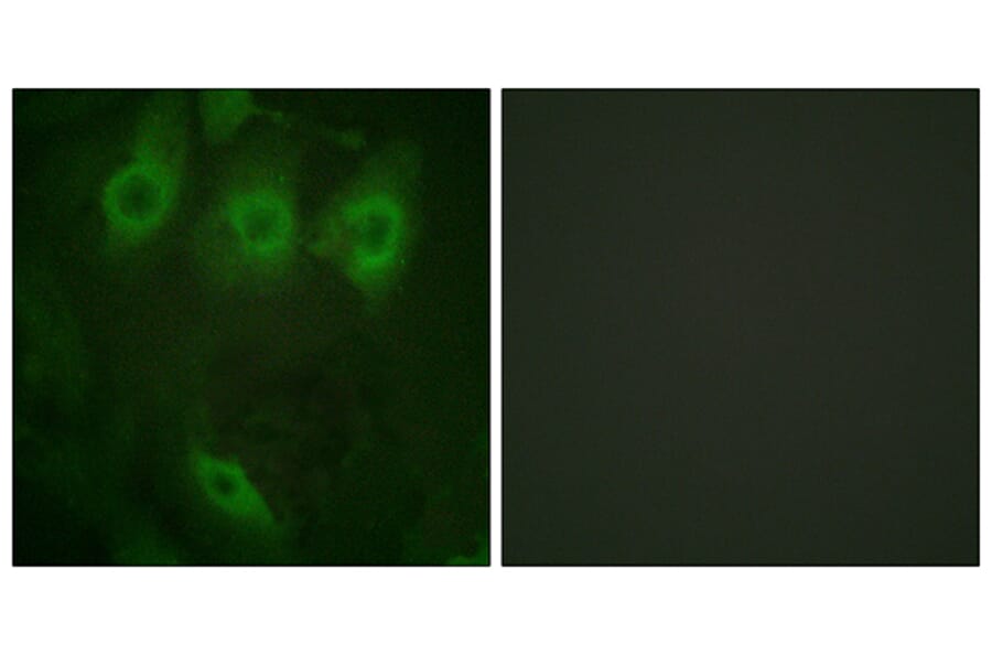 Immunofluorescence - Anti-EGFR (phospho Tyr1016) Antibody (A0475) - Antibodies.com