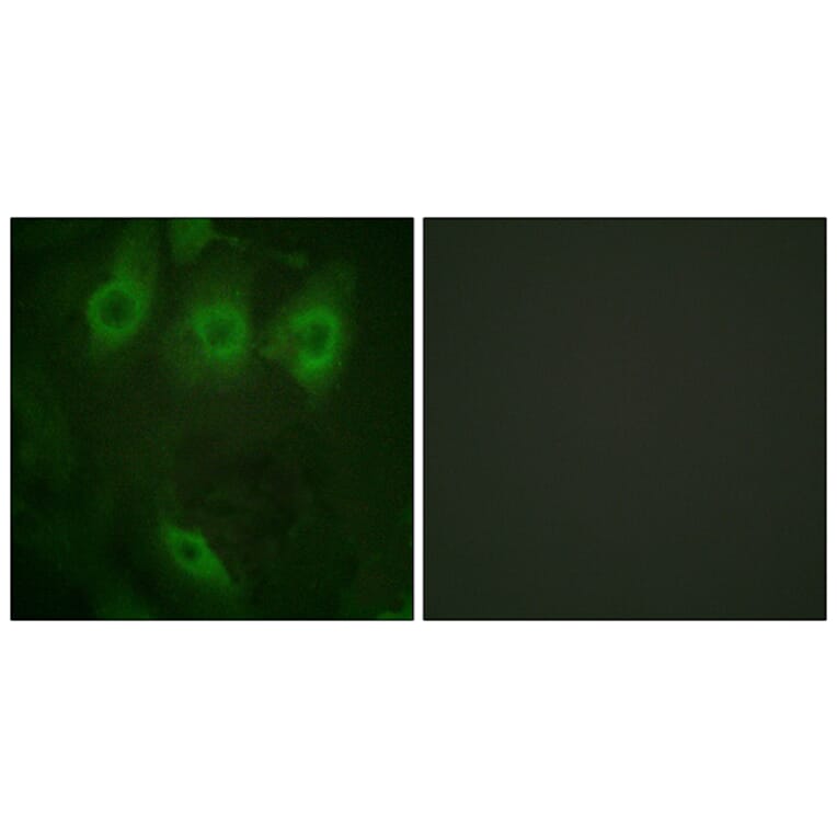 Immunofluorescence - Anti-EGFR (phospho Tyr1016) Antibody (A0475) - Antibodies.com