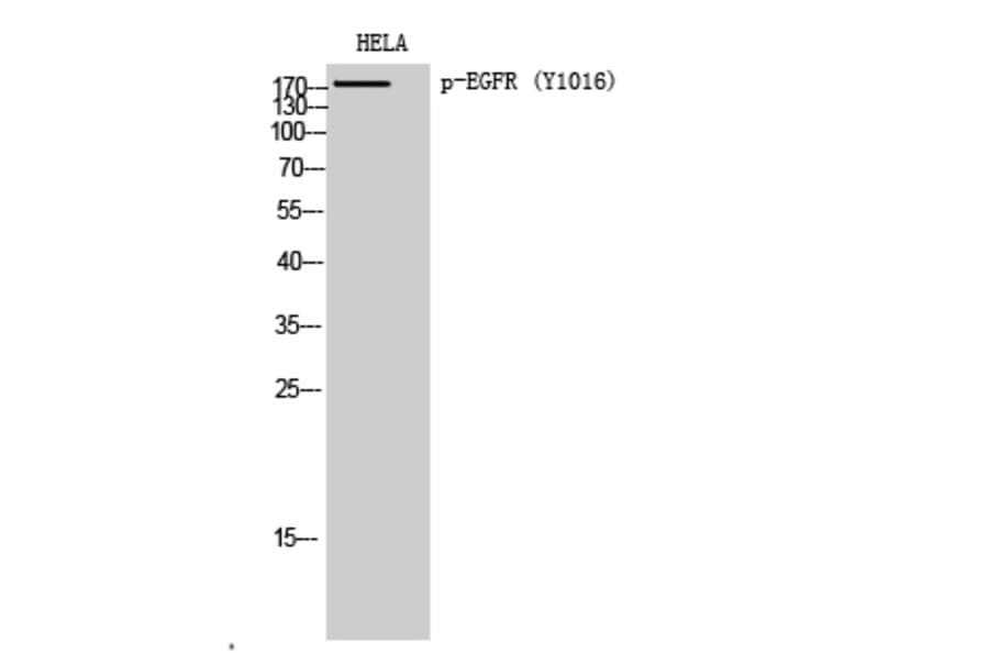 Western Blot - Anti-EGFR (phospho Tyr1016) Antibody (A0475) - Antibodies.com