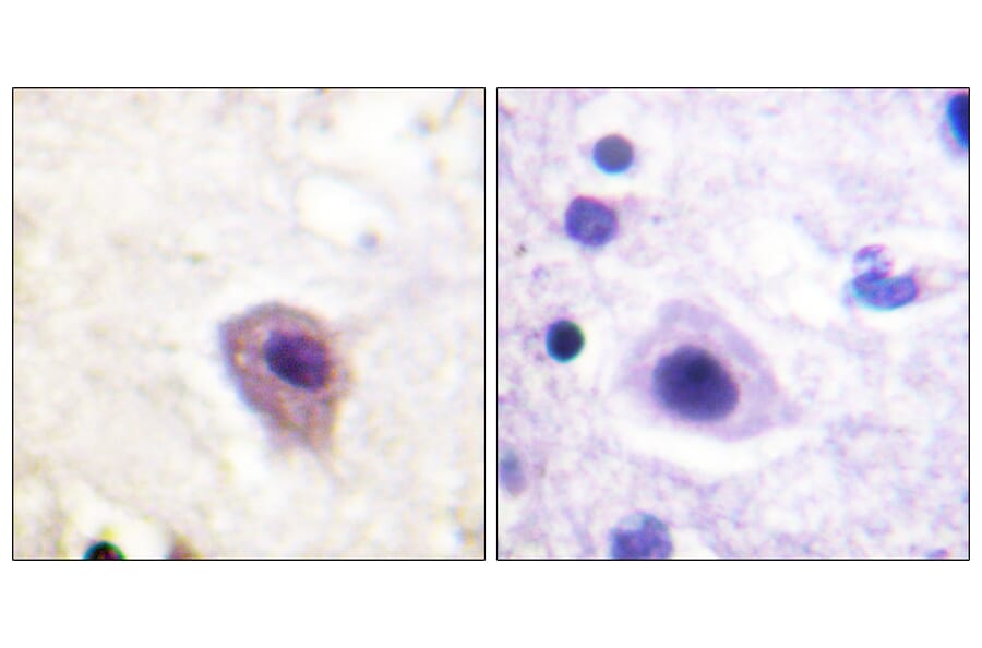 Immunohistochemistry - Anti-DRP-2 (phospho Thr514) Antibody (A1199) - Antibodies.com