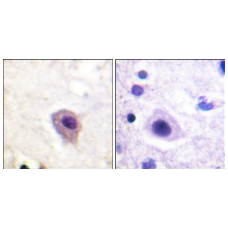 Immunohistochemistry - Anti-DRP-2 (phospho Thr514) Antibody (A1199) - Antibodies.com