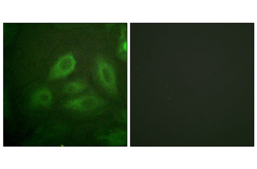 Immunofluorescence - Anti-DRP-2 (phospho Thr514) Antibody (A1199) - Antibodies.com