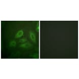 Immunofluorescence - Anti-DRP-2 (phospho Thr514) Antibody (A1199) - Antibodies.com