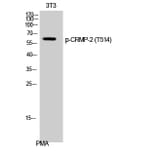 Western Blot - Anti-DRP-2 (phospho Thr514) Antibody (A1199) - Antibodies.com