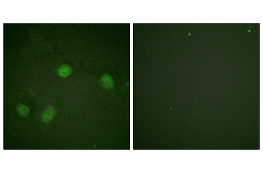 Immunofluorescence - Anti-C-RAF (phospho Ser621) Antibody (A0566) - Antibodies.com