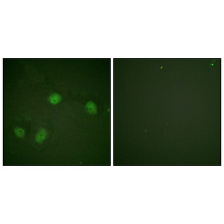 Immunofluorescence - Anti-C-RAF (phospho Ser621) Antibody (A0566) - Antibodies.com