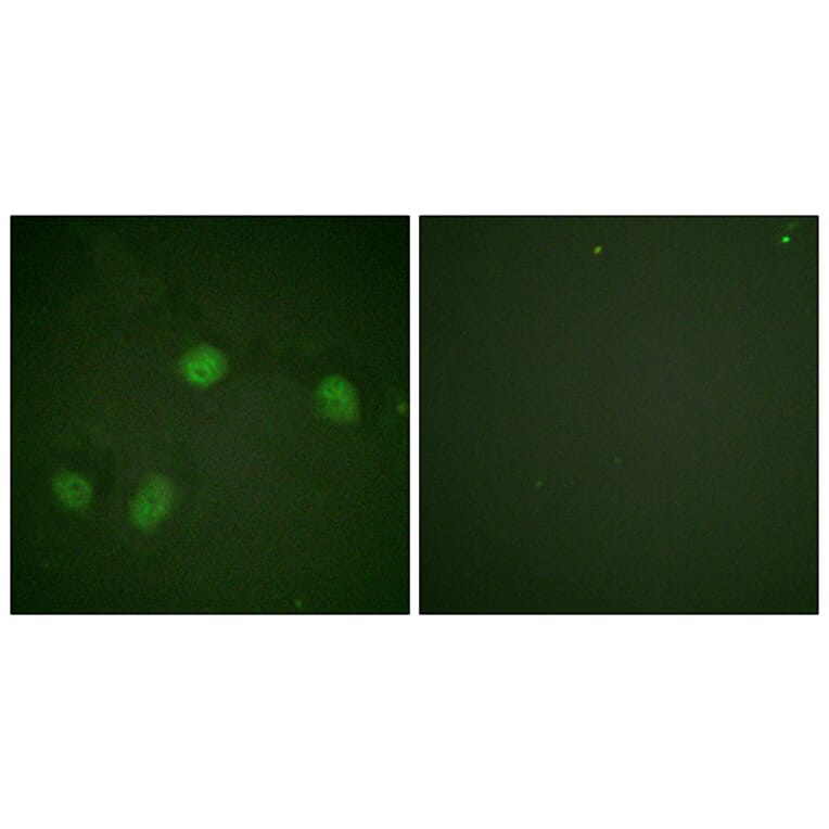 Immunofluorescence - Anti-C-RAF (phospho Ser621) Antibody (A0566) - Antibodies.com