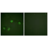 Immunofluorescence - Anti-C-RAF (phospho Ser621) Antibody (A0566) - Antibodies.com