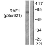 Western Blot - Anti-C-RAF (phospho Ser621) Antibody (A0566) - Antibodies.com