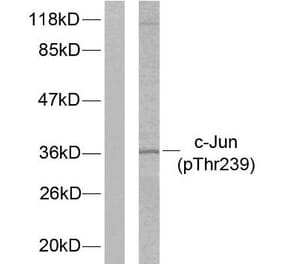 Western Blot - Anti-c-Jun (phospho Thr239) Antibody (A7131) - Antibodies.com