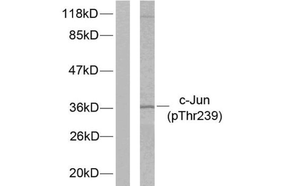 Western Blot - Anti-c-Jun (phospho Thr239) Antibody (A7131) - Antibodies.com