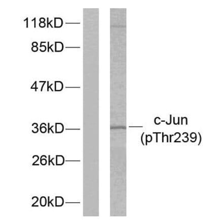 Western Blot - Anti-c-Jun (phospho Thr239) Antibody (A7131) - Antibodies.com