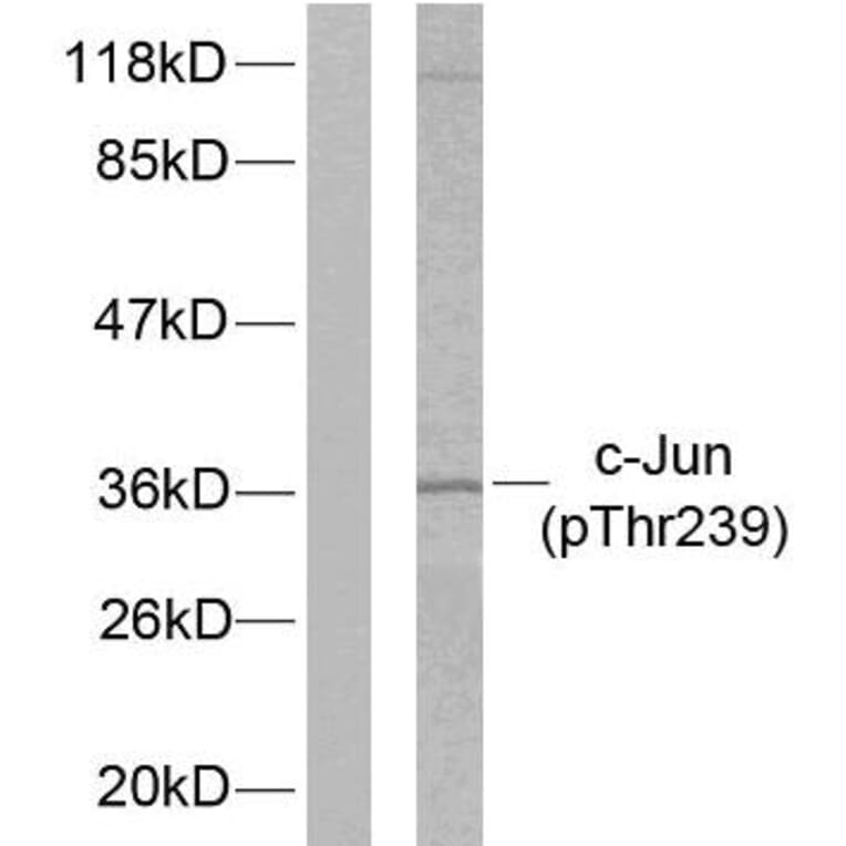 Western Blot - Anti-c-Jun (phospho Thr239) Antibody (A7131) - Antibodies.com